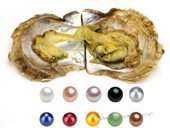 oyste013 Mix-Color Single vacuum-packed pearl oysters with Round pearls