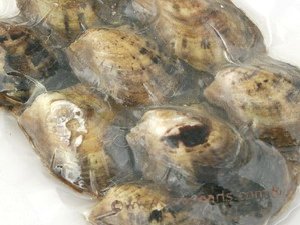 Bulk akoya sale pearl oysters wholesale